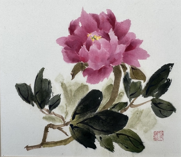 PEONY A